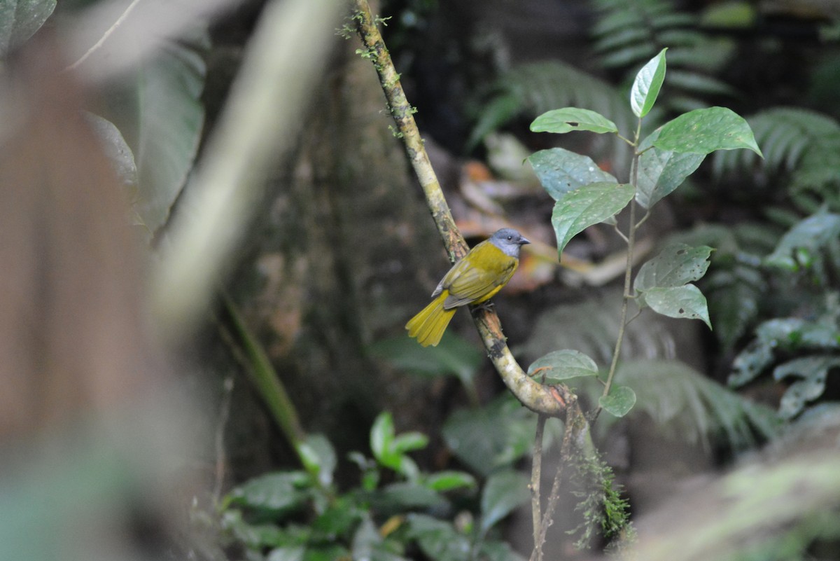 Gray-headed Tanager - ML482051921