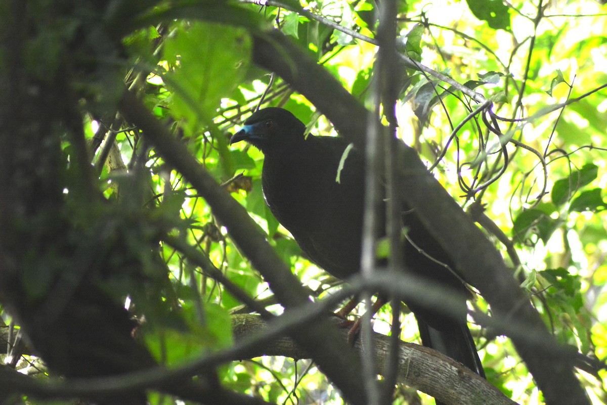 Black Guan - ML482051941
