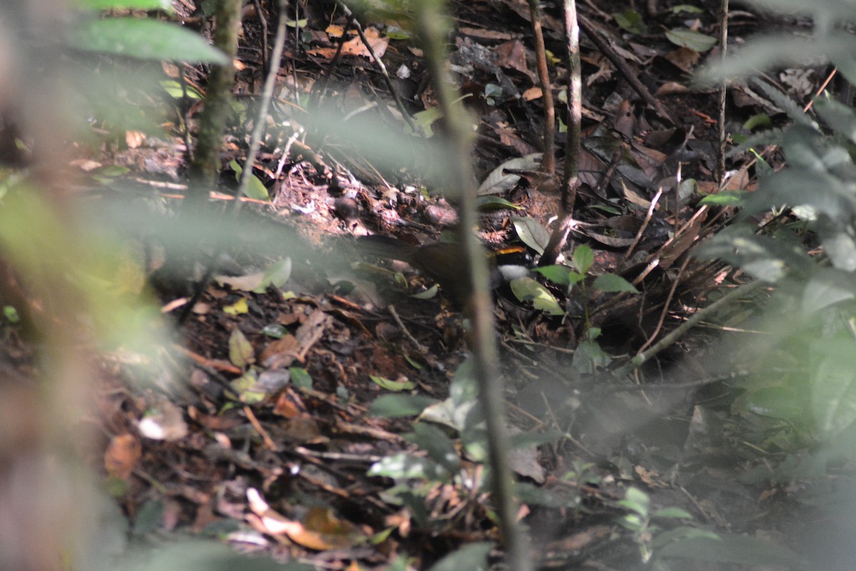 Chestnut-capped Brushfinch - ML482051961
