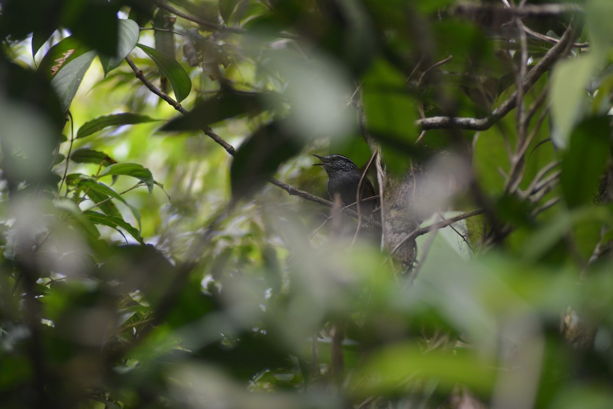 Gray-breasted Wood-Wren - ML482052041