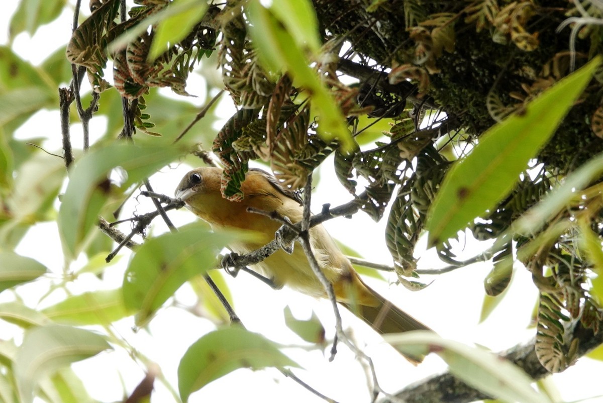 Baltimore Oriole - ML482053601