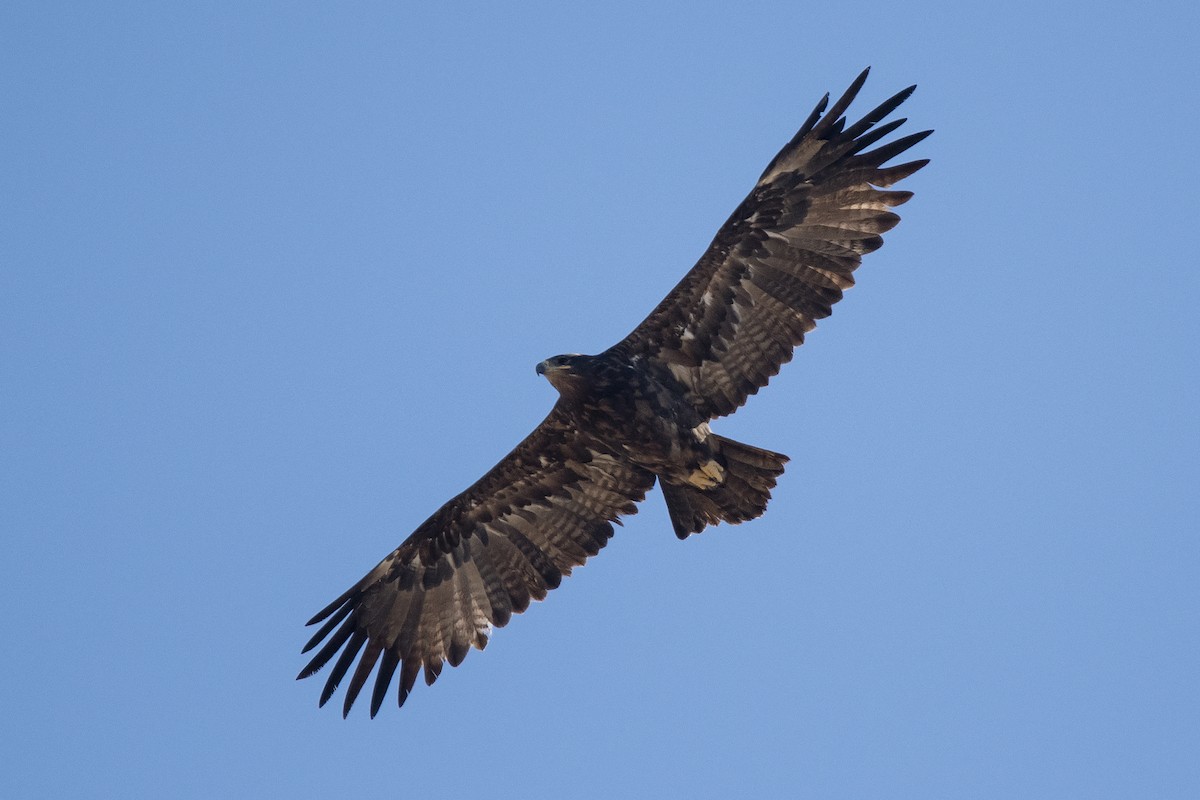 Steppe Eagle - Miguel Rouco