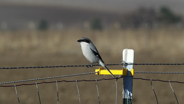 Loggerhead Shrike - ML482054