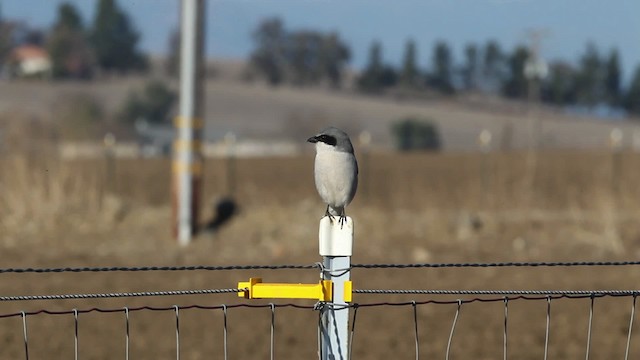 Pie-grièche migratrice - ML482055