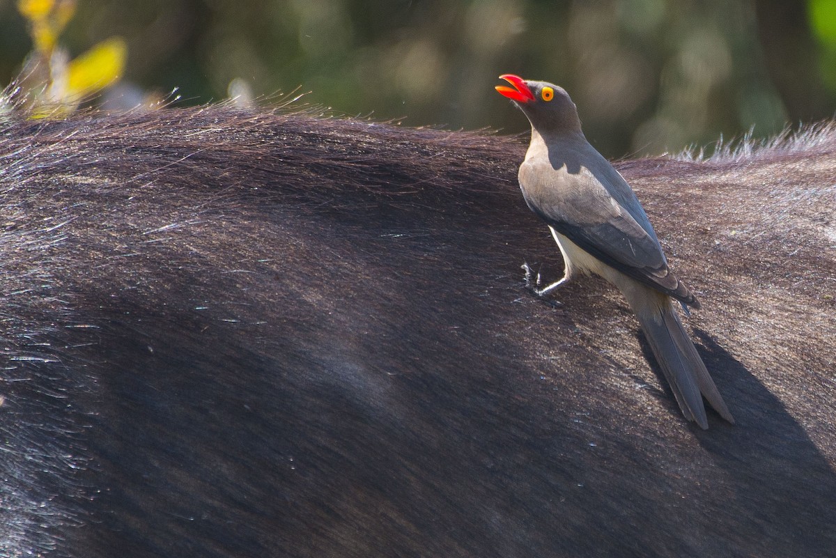 アカハシウシツツキ - ML482055891