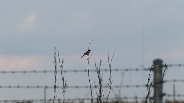 Loggerhead Shrike - ML482056