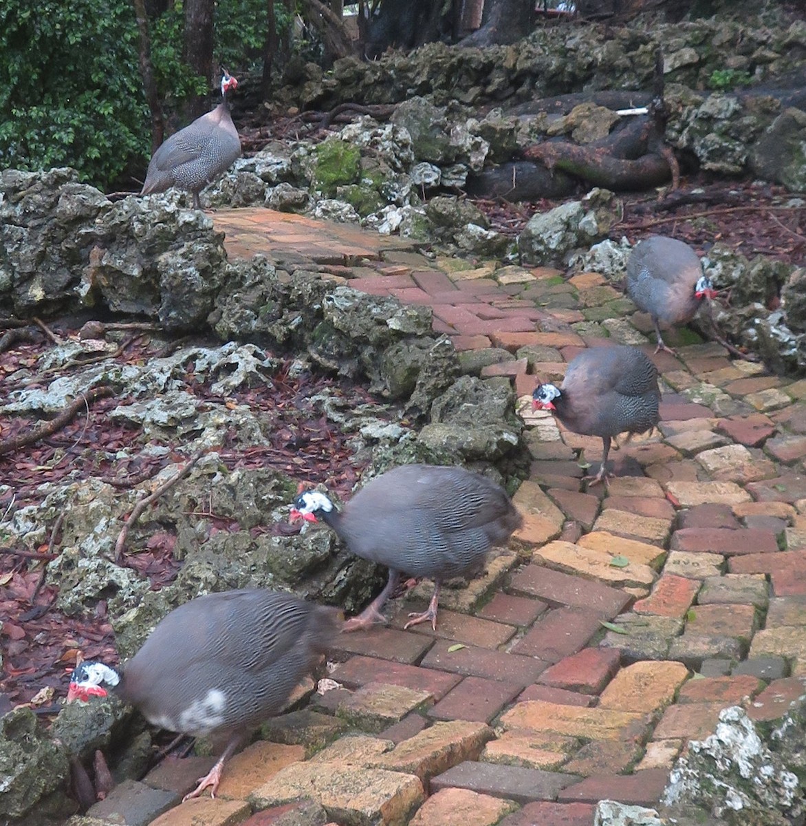 Helmeted Guineafowl - ML482056881