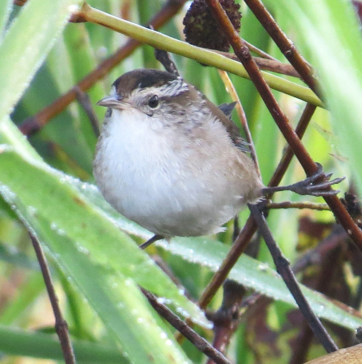 Marsh Wren - ML482057691