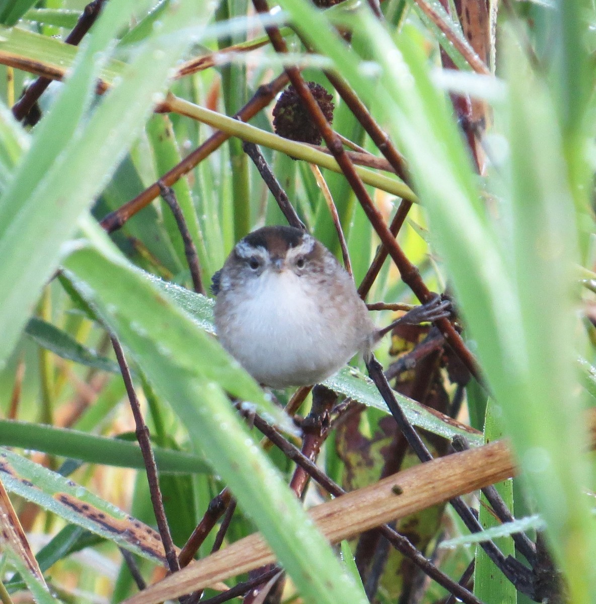 Marsh Wren - ML482057761