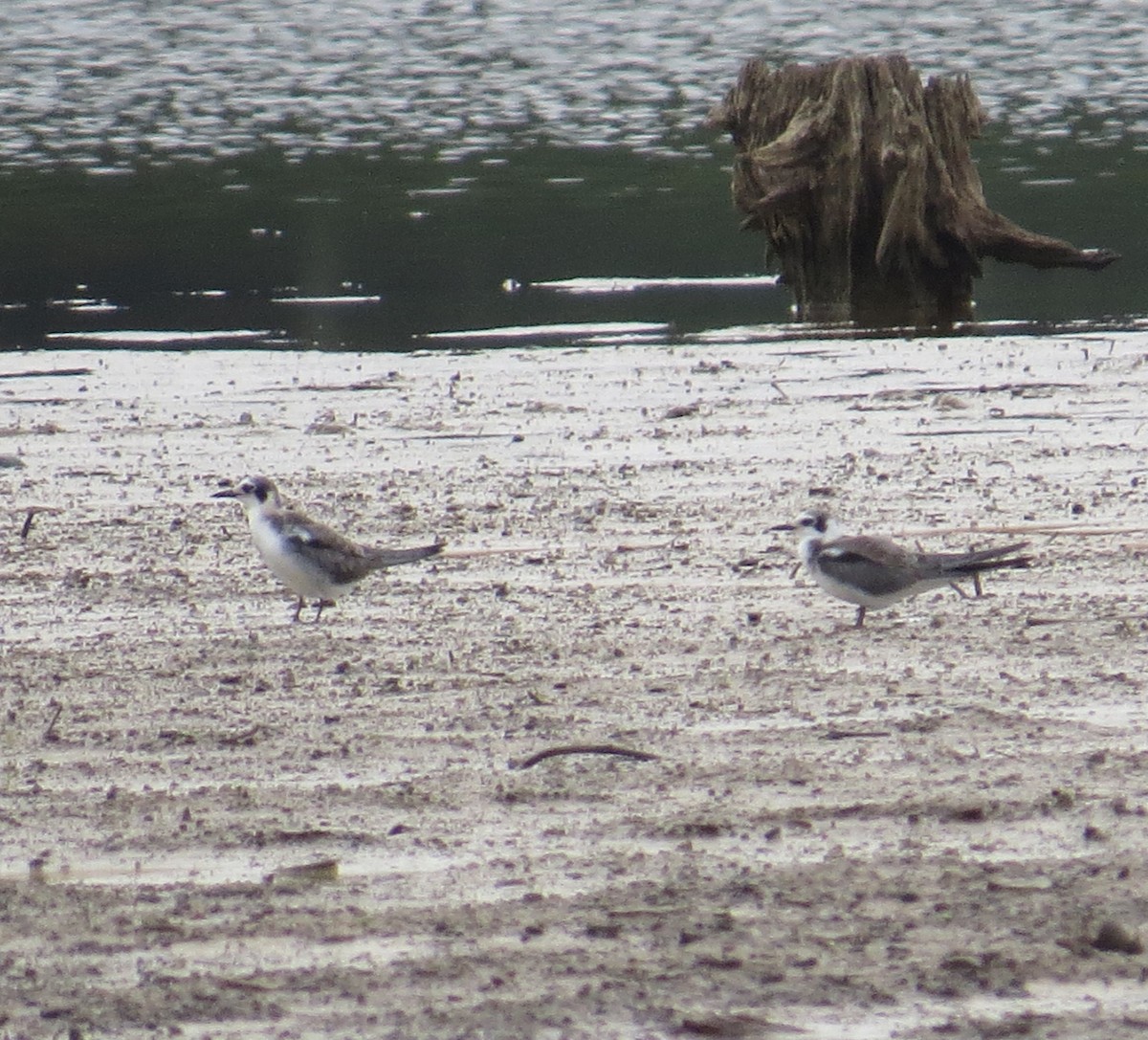 Black Tern - ML482057901