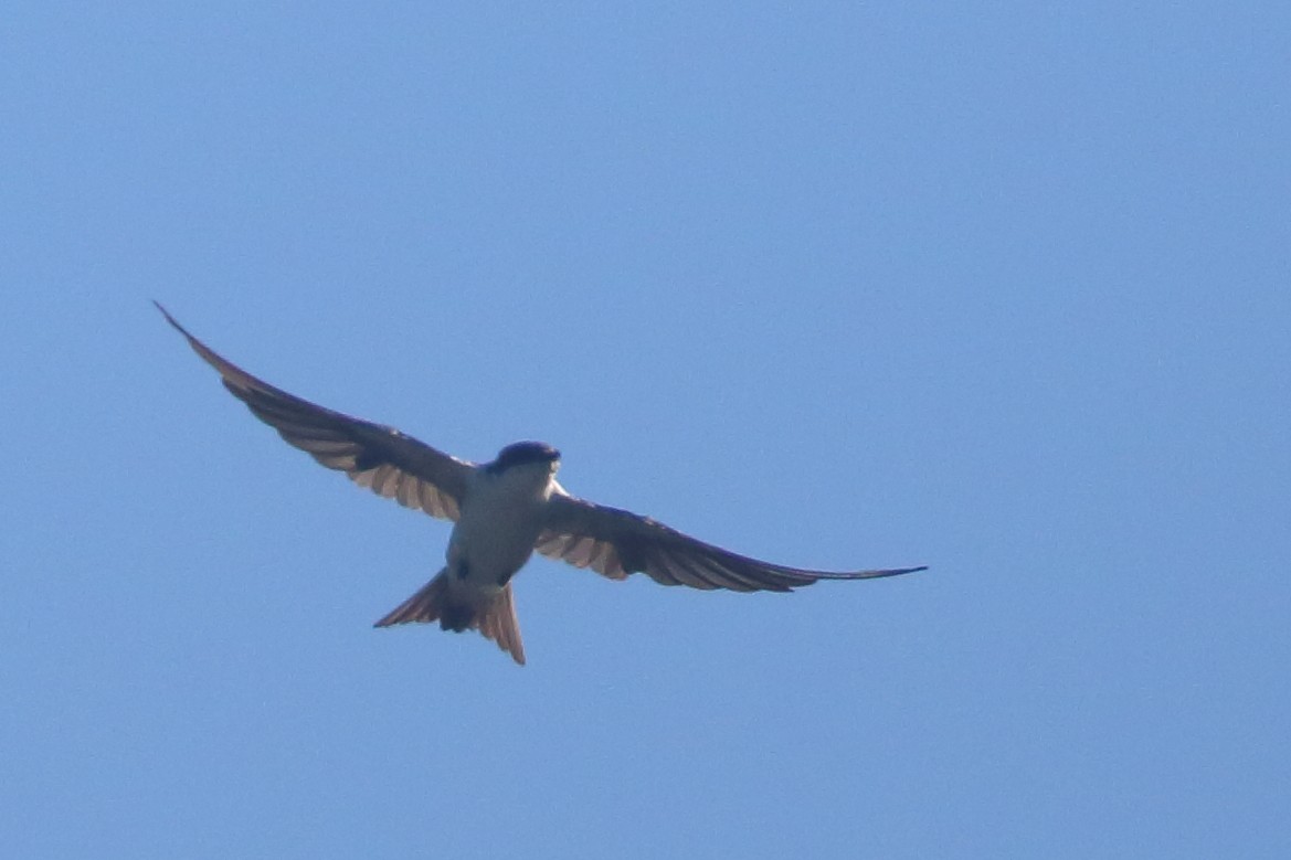 Golondrina de las Bahamas - ML482058681