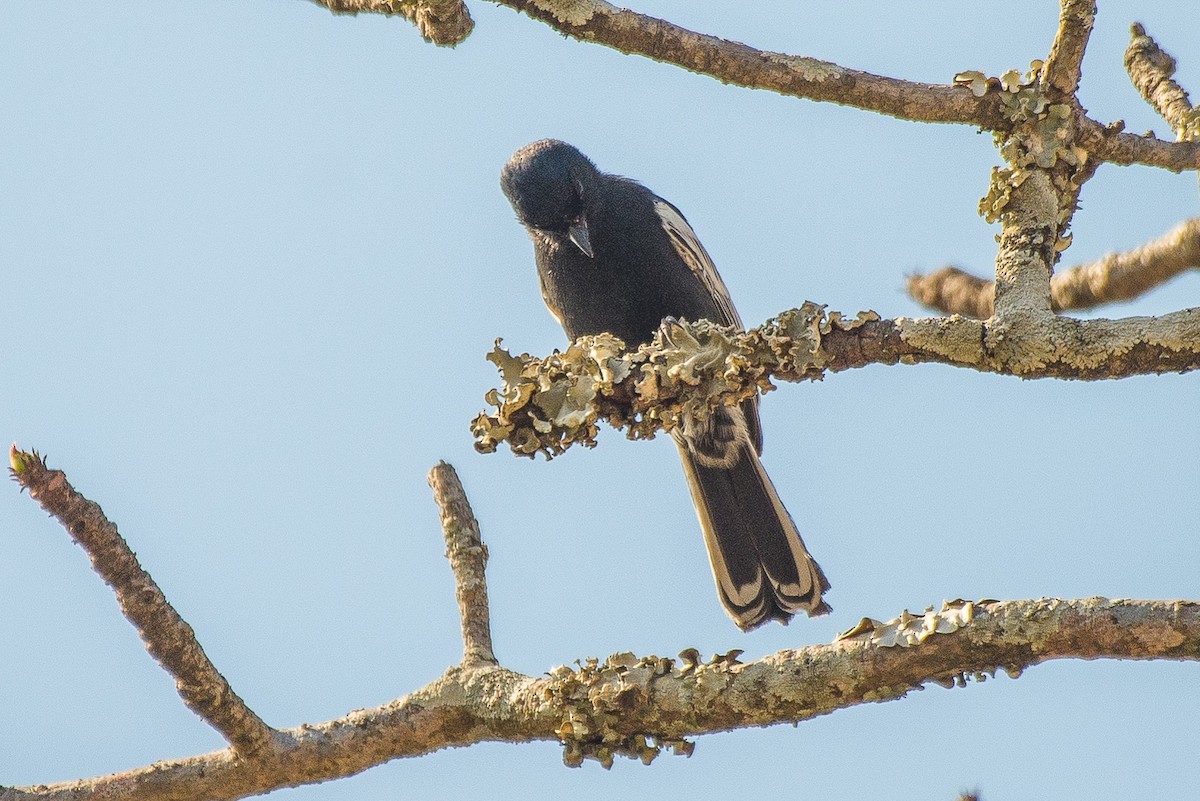 Mésange nègre - ML482058701