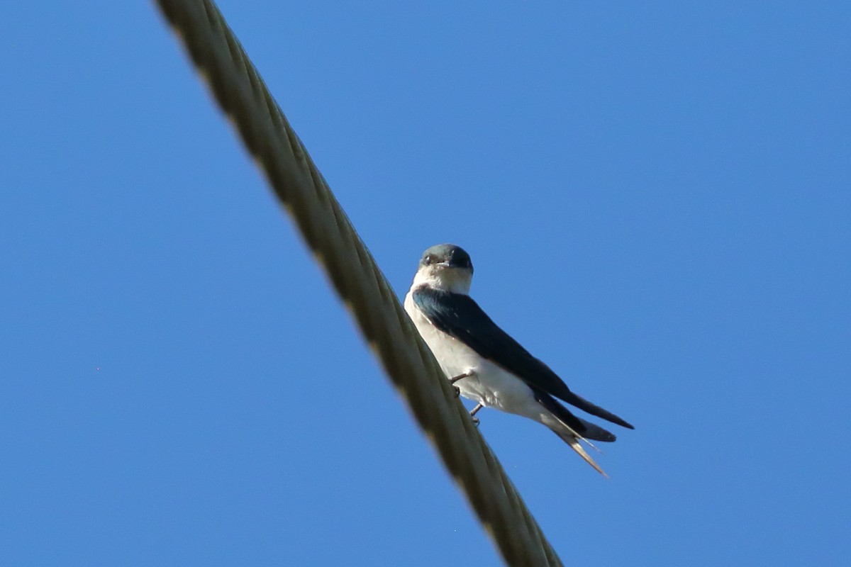 Golondrina de las Bahamas - ML482058711