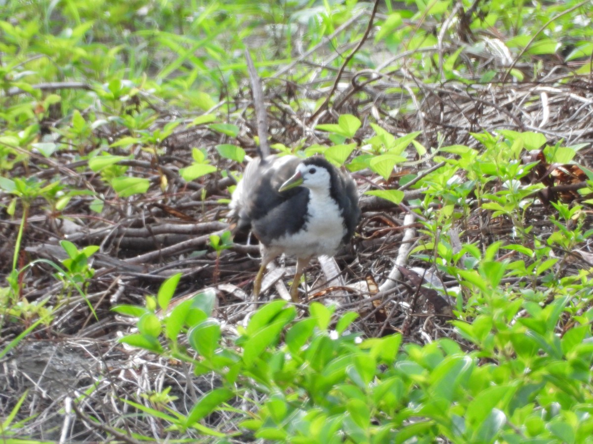 White-breasted Waterhen - ML482059461