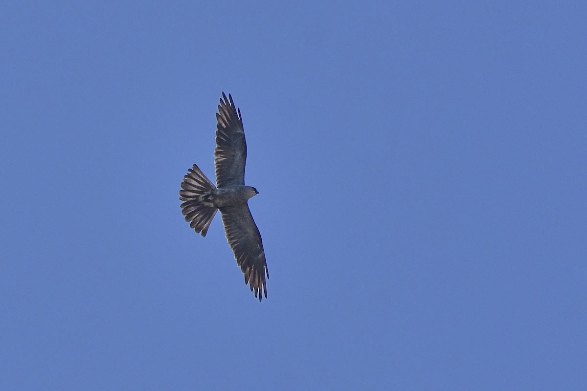 Mississippi Kite - ML482060111