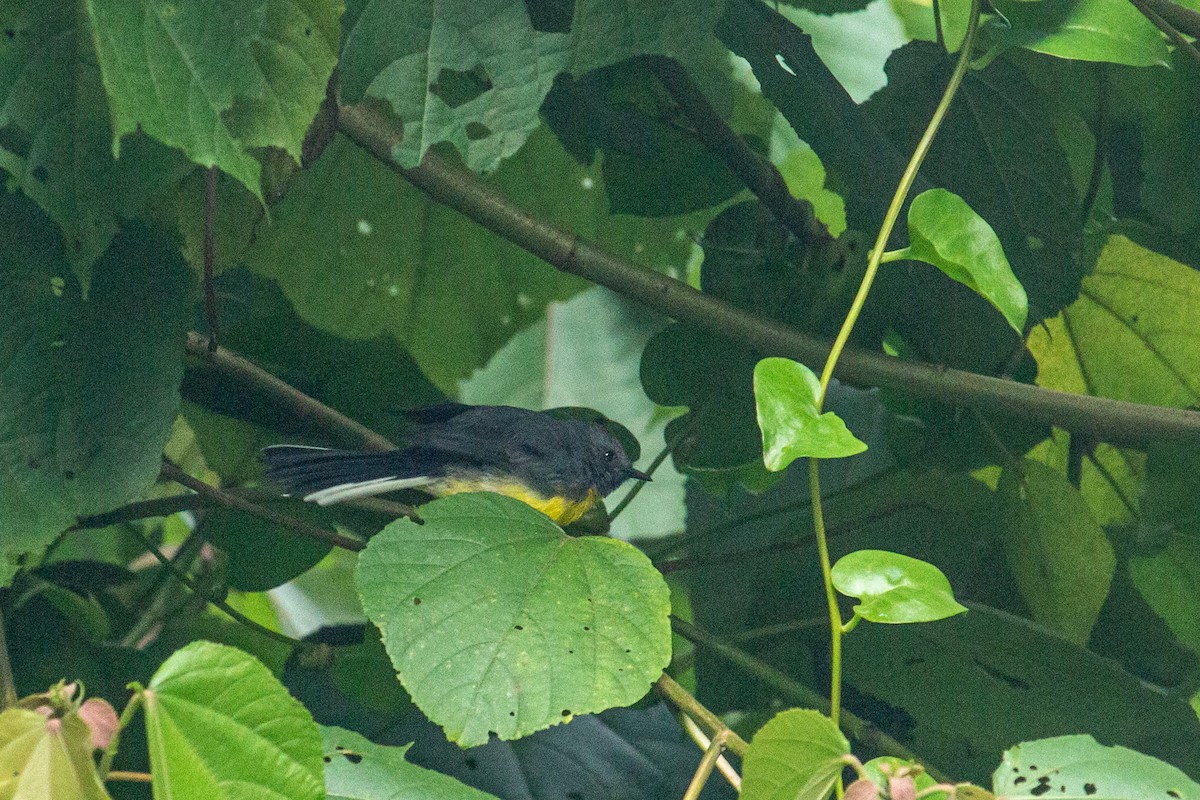 Slate-throated Redstart - ML482060831