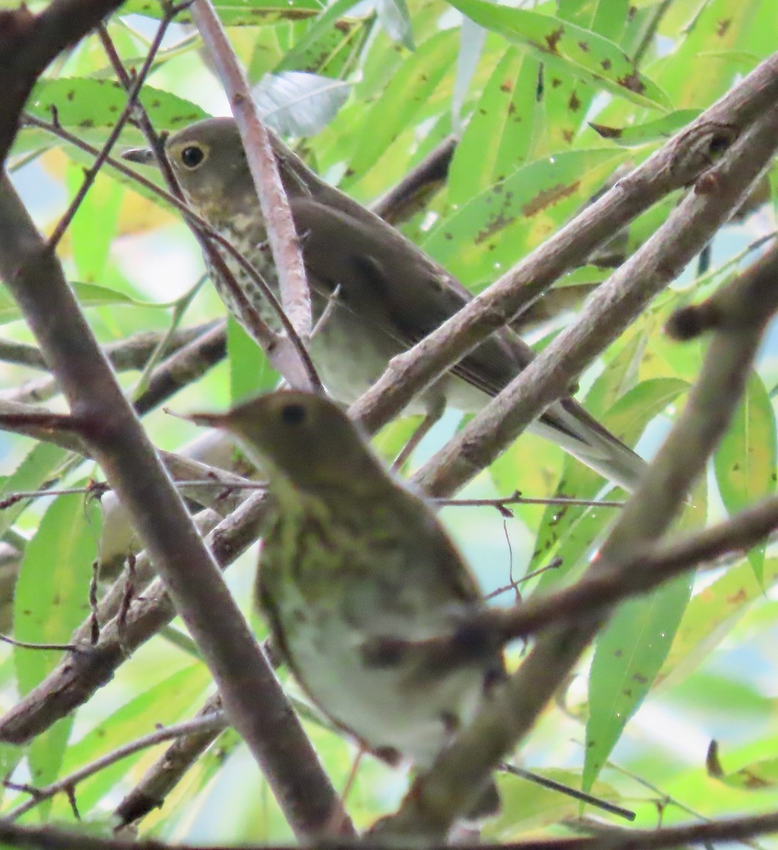 Swainson's Thrush - ML482060841