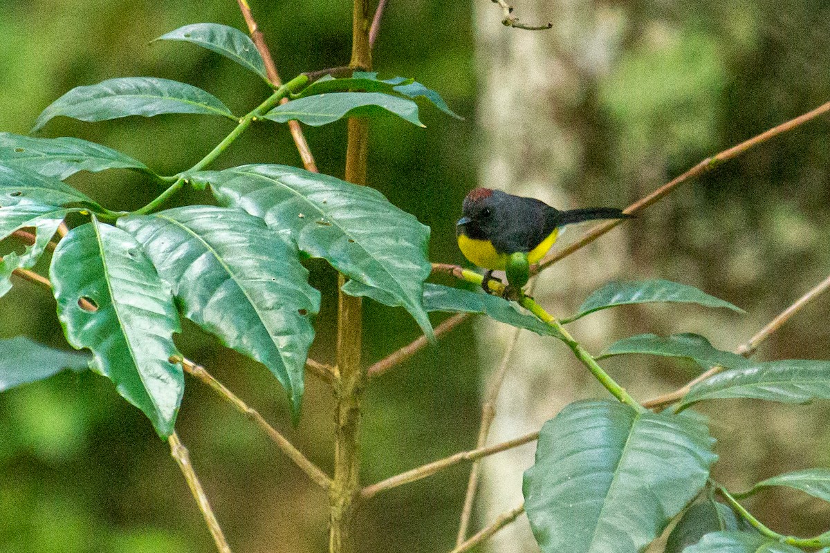 Slate-throated Redstart - ML482060861