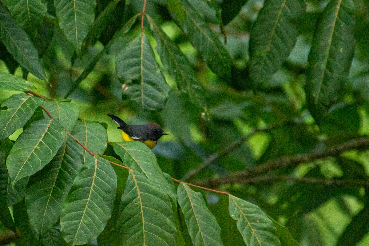 Slate-throated Redstart - ML482060871