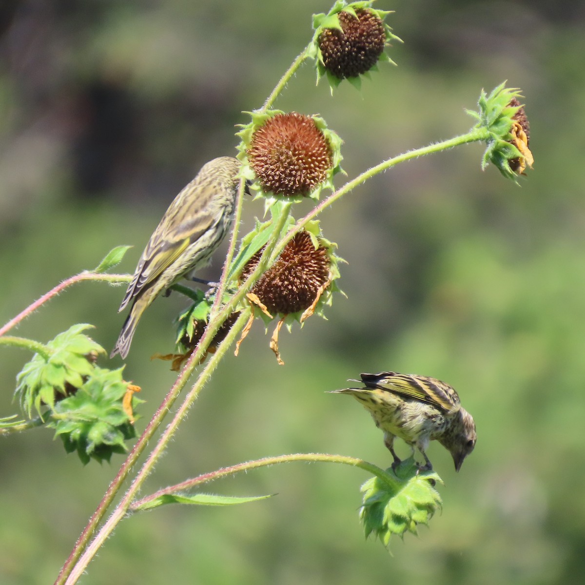 Pine Siskin - ML482060901