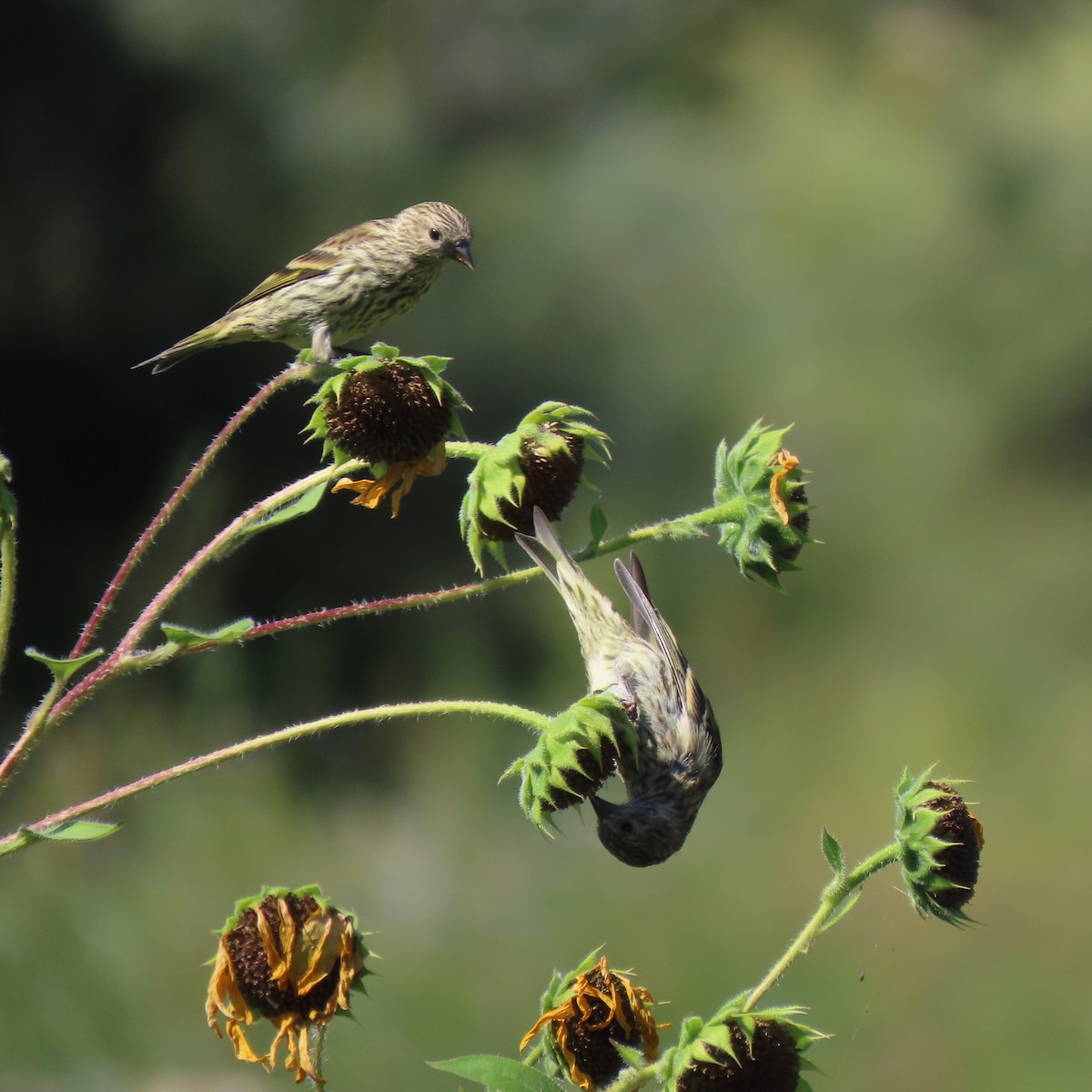 Pine Siskin - ML482060911