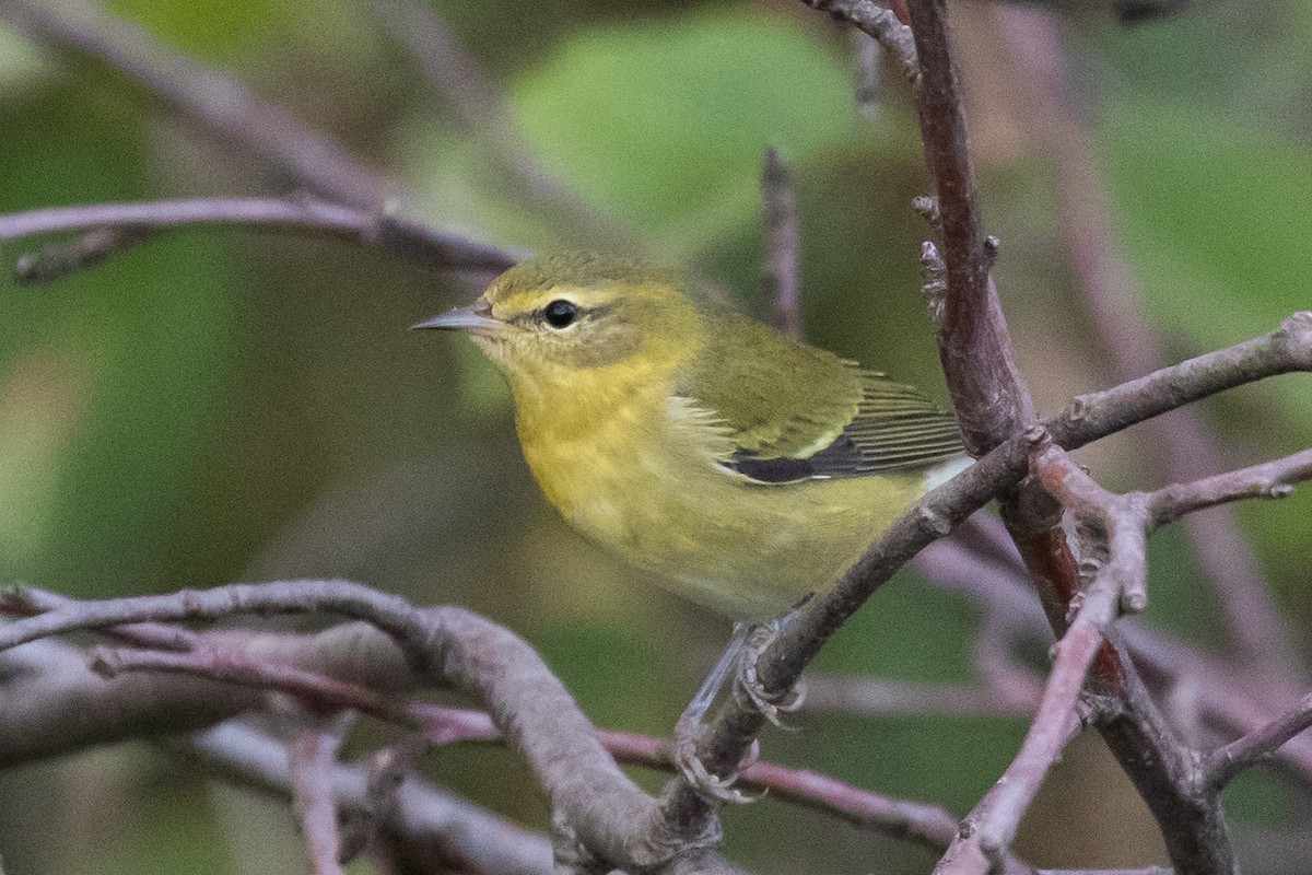 Tennessee Warbler - ML482061291