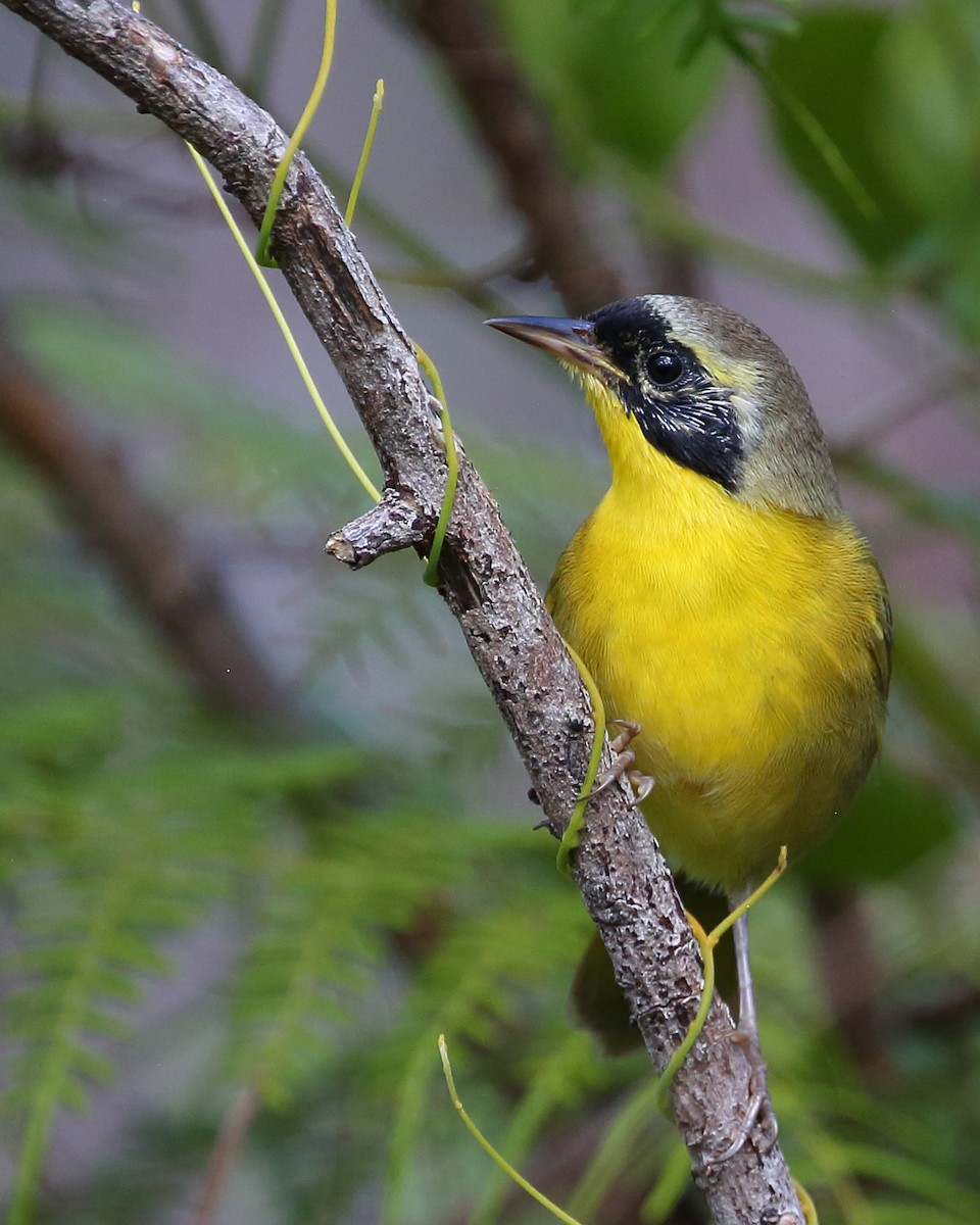 Bahama Yellowthroat - Bruce Robinson