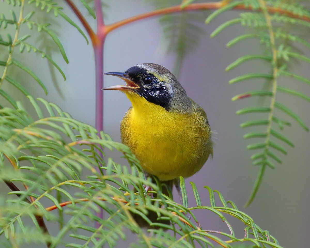 Bahama Yellowthroat - ML482062011