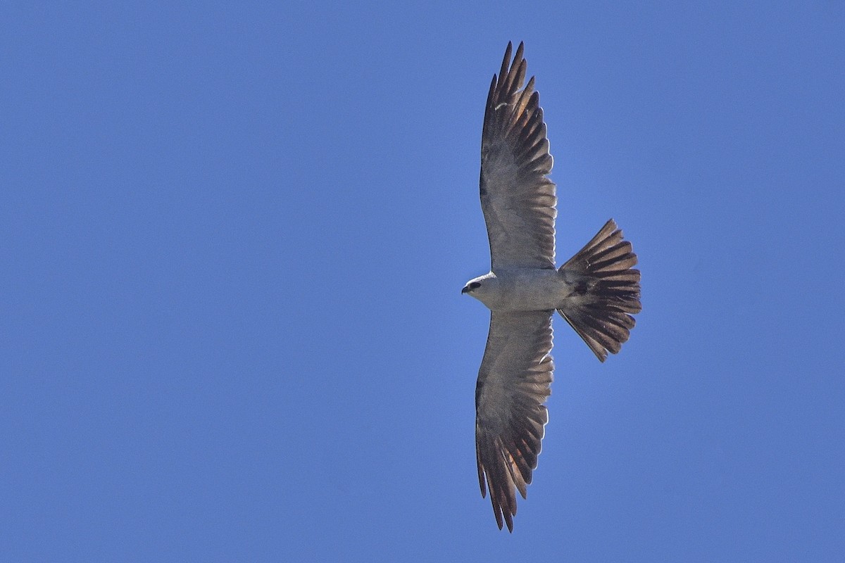 Mississippi Kite - ML482062241