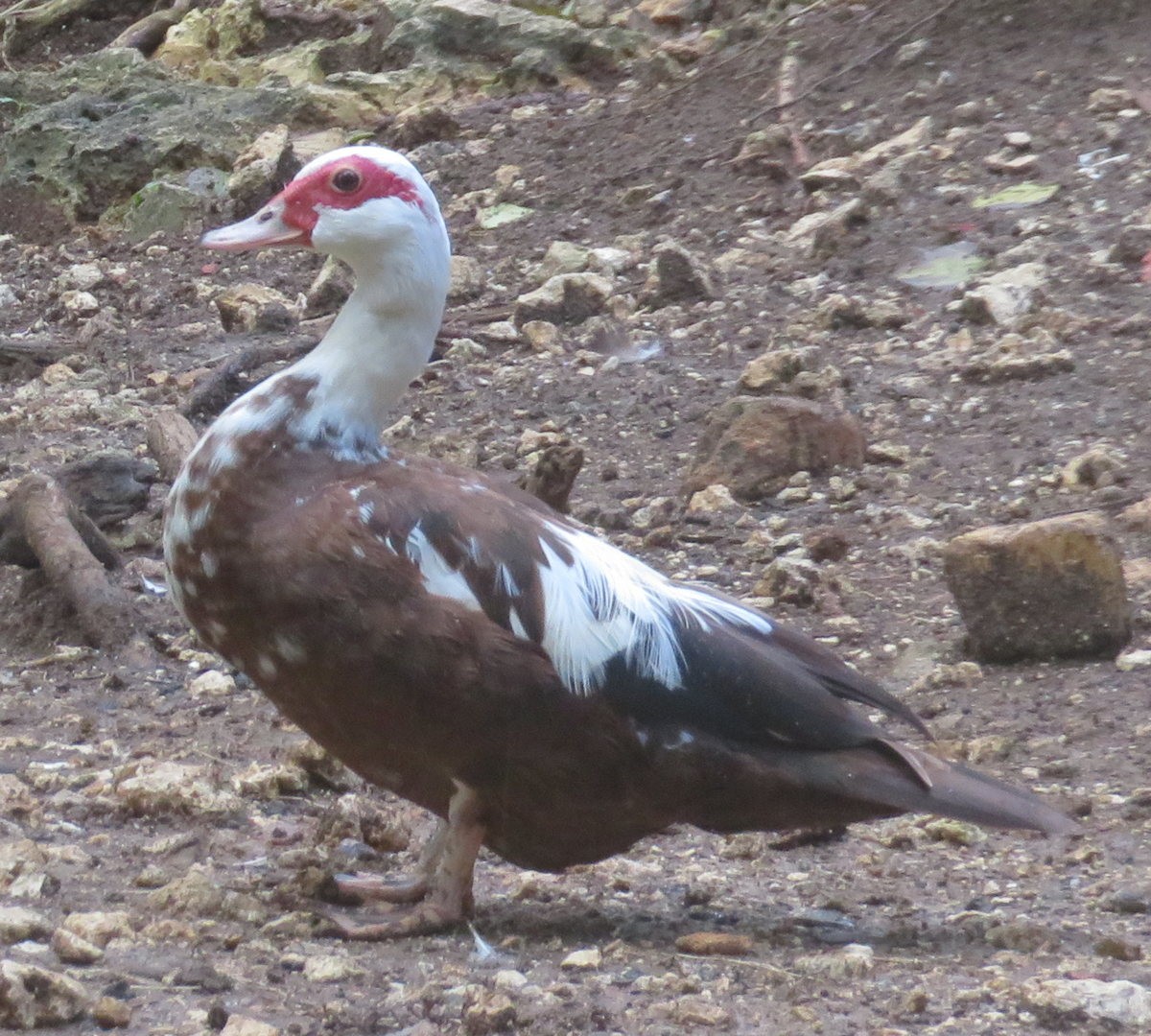 Muscovy Duck (Domestic type) - ML482063971