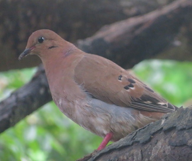 Zenaida Dove - ML482063991