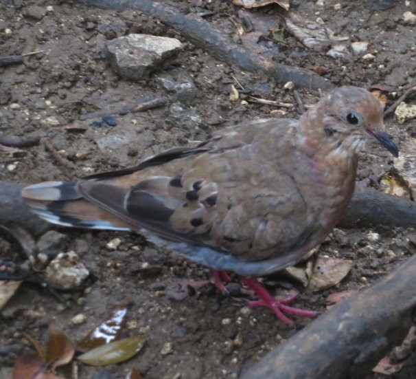 Zenaida Dove - ML482064001