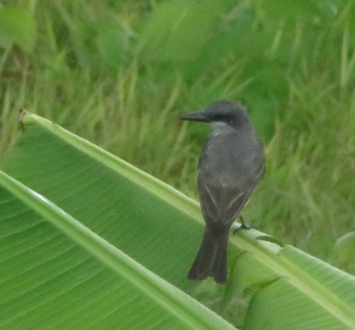 Gray Kingbird - ML482064061