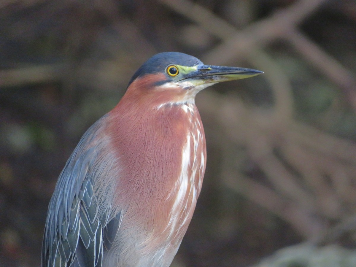 Green Heron - ML482064131