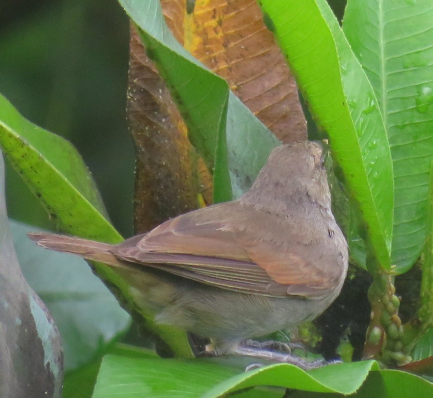 Barbados Bullfinch - ML482064191