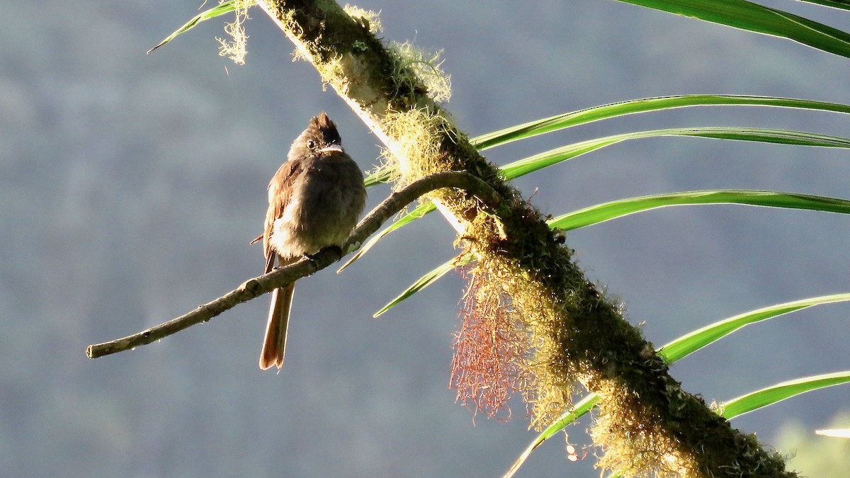 Smoke-colored Pewee - ML482064301
