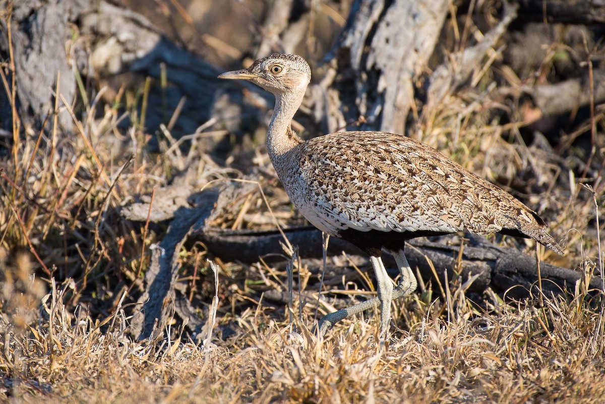 カンムリショウノガン - ML482064491