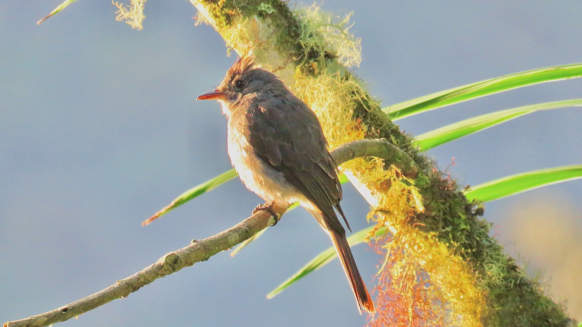 Smoke-colored Pewee - ML482064511