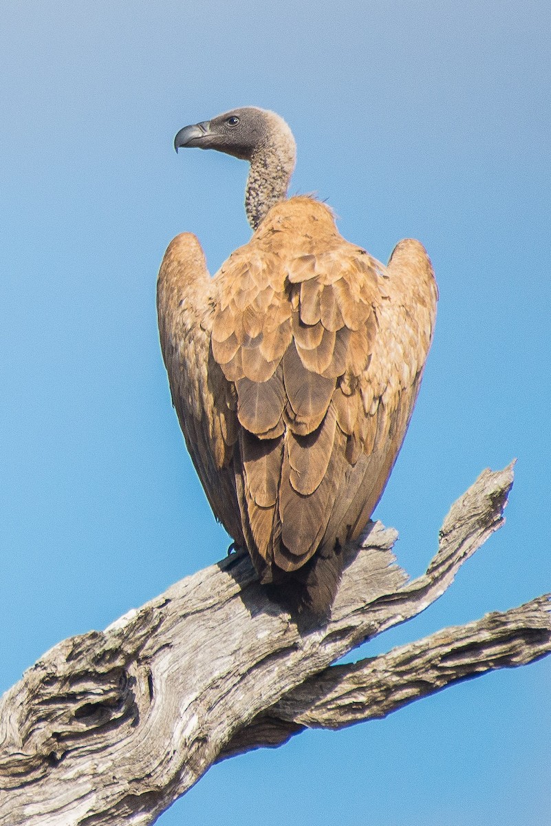 コシジロハゲワシ - ML482067691