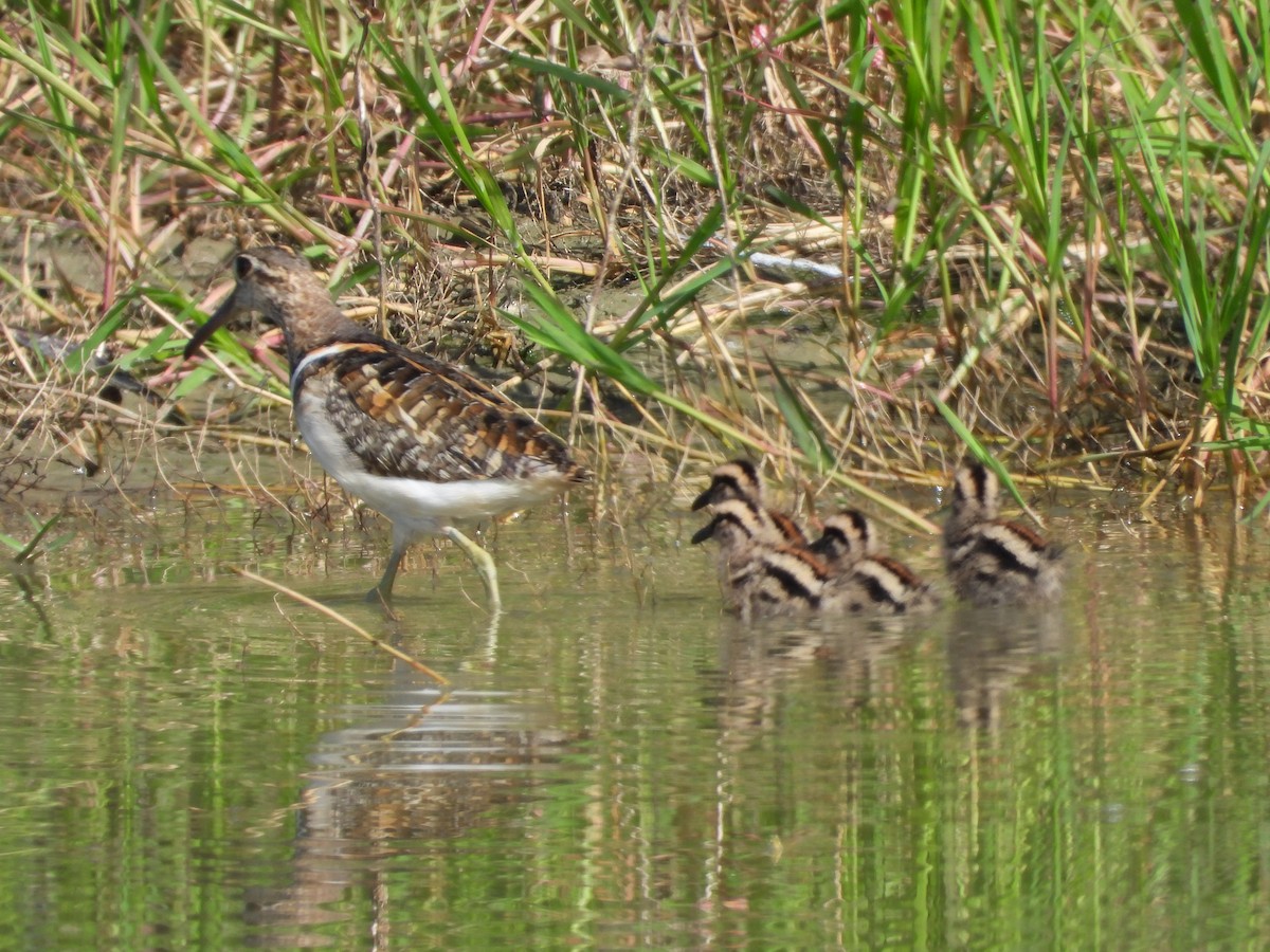 Greater Painted-Snipe - ML482069501
