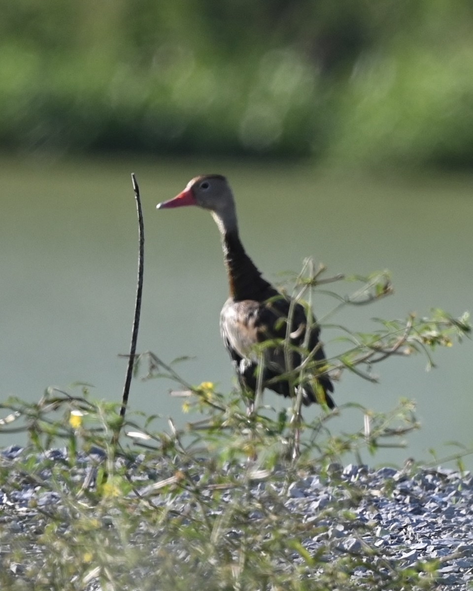 Black-bellied Whistling-Duck (fulgens) - ML482069681