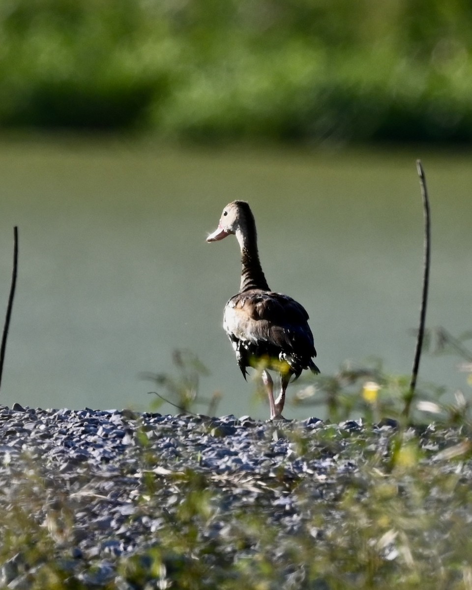 Black-bellied Whistling-Duck (fulgens) - ML482069691