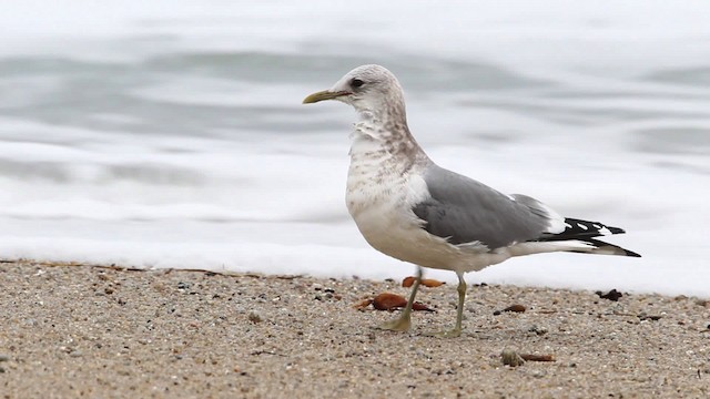 Short-billed Gull - ML482070