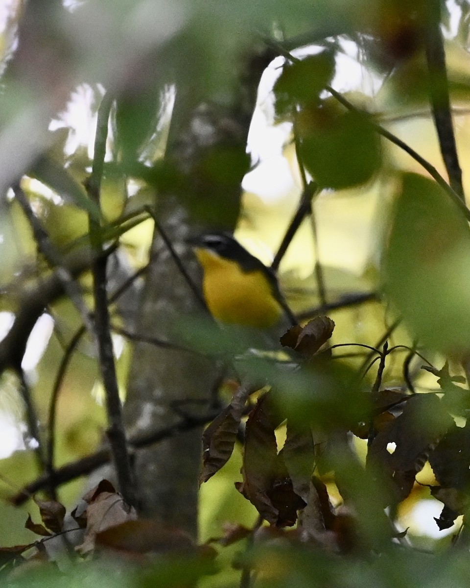 Yellow-breasted Chat - ML482071051