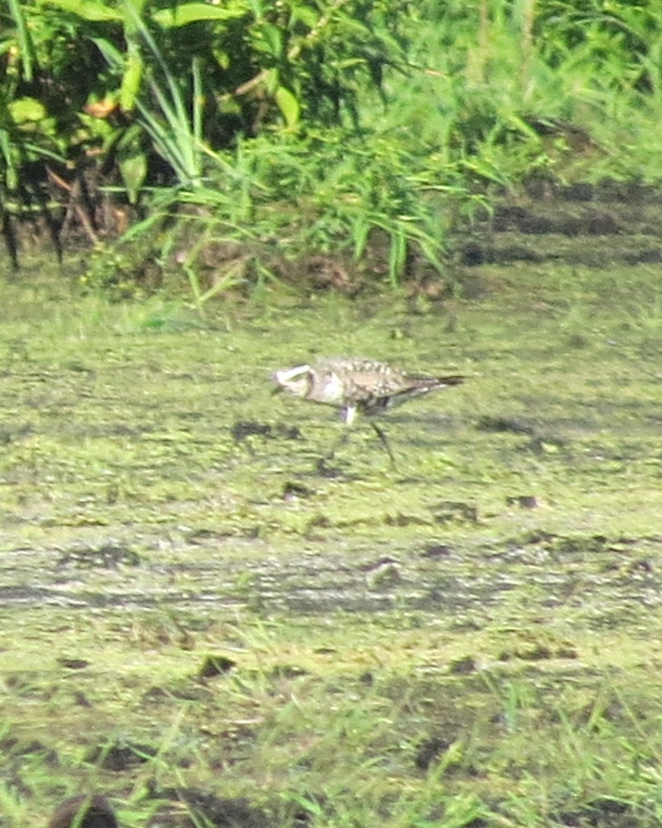 American Golden-Plover - ML482071421