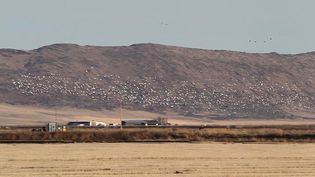 Snow/Ross's Goose - ML482073