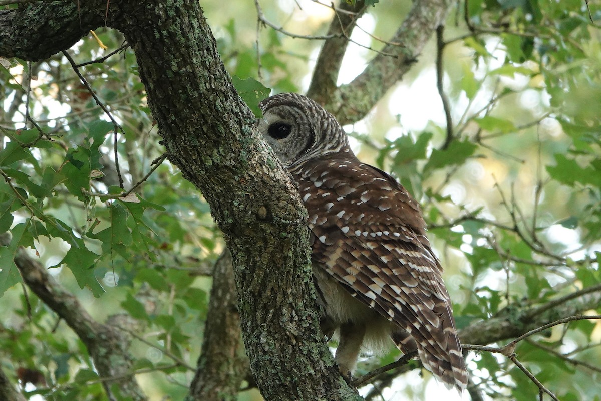 Barred Owl - ML482074681