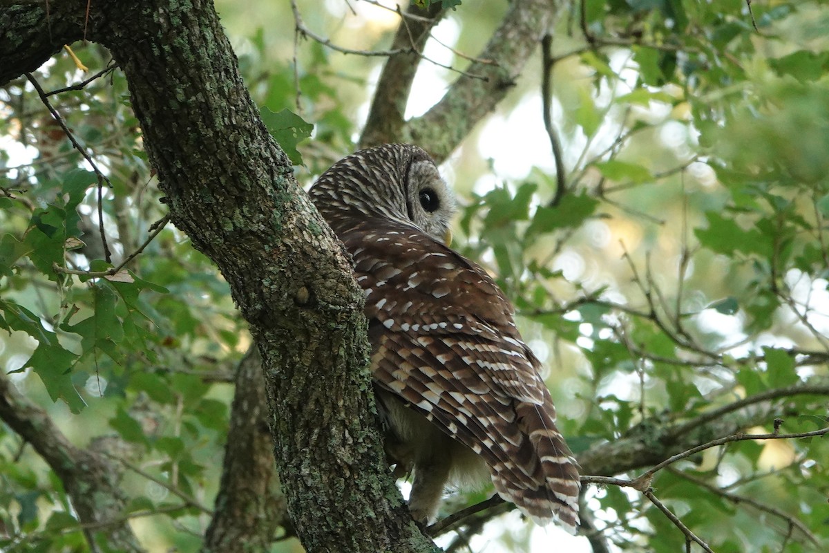 Barred Owl - ML482074691