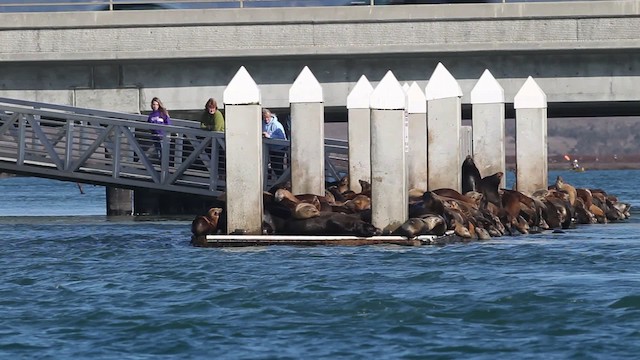 California sea lion - ML482075