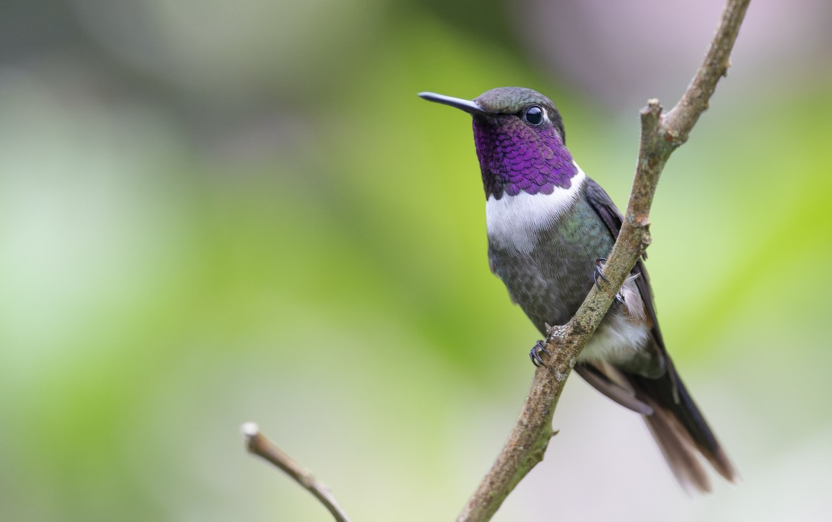 Purple-throated Woodstar - ML482075591